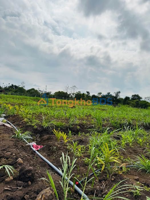 Đất vườn Ea Mród 1,3ha 200tr/sào - Sinh thái xanh