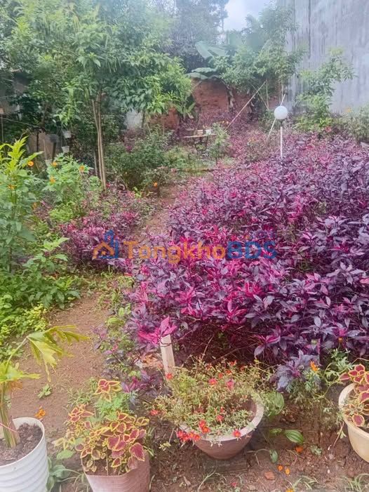 Đất Đắk Lắk 100m² - Hẻm Oto Đinh Công Tráng, Krông Pắc - Giá 2.35 Tỷ