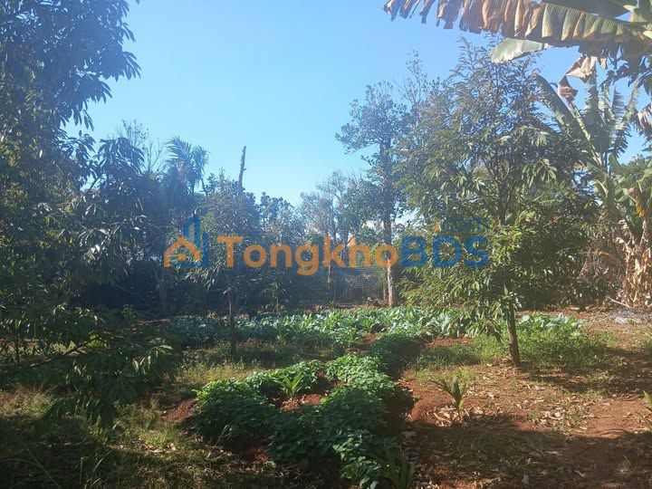 Đất nền Buôn Ma Thuột Thôn 11 150m² 1 tỷ - Sổ đỏ chính chủ