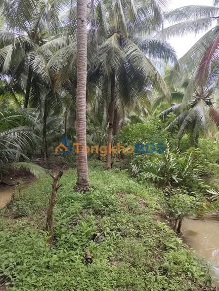 Bán Đất Vườn 1559m² Xã Tân Thành Bình, Bến Tre - Giá 650 Triệu