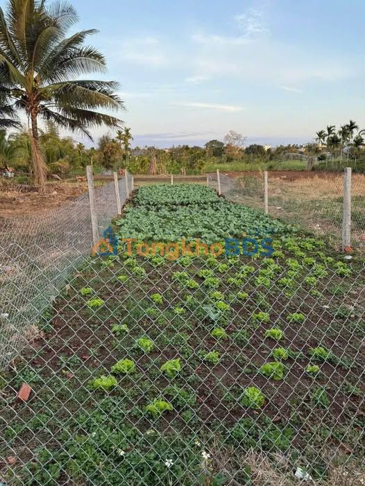 Đất nền Buôn Ma Thuột 110m² full thổ cư - Sẵn sàng xây nhà đầu tư