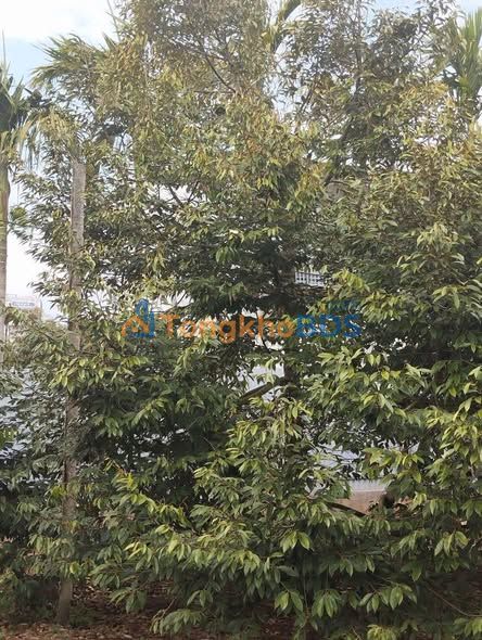 Đất Nền Nghỉ Dưỡng Buôn Ma Thuột 26280m² - Hai Mặt Tiền