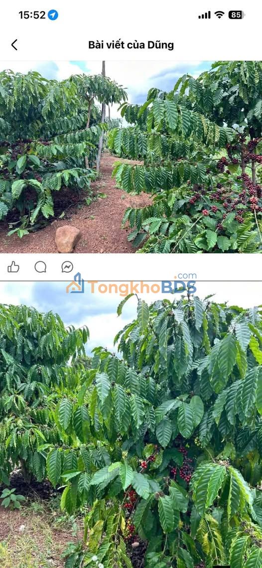 Bán Gấp Đất Vườn 2088m² Thị Xã Buôn Hồ - Sổ Đỏ Chính Chủ, Giá Tốt