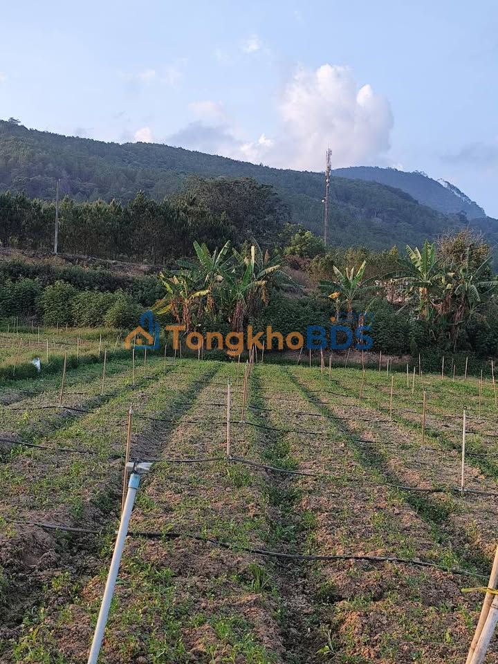 Đất Vườn Nghỉ Dưỡng Đức Trọng 3800m² - View Núi Voi, Giá Đầu Tư