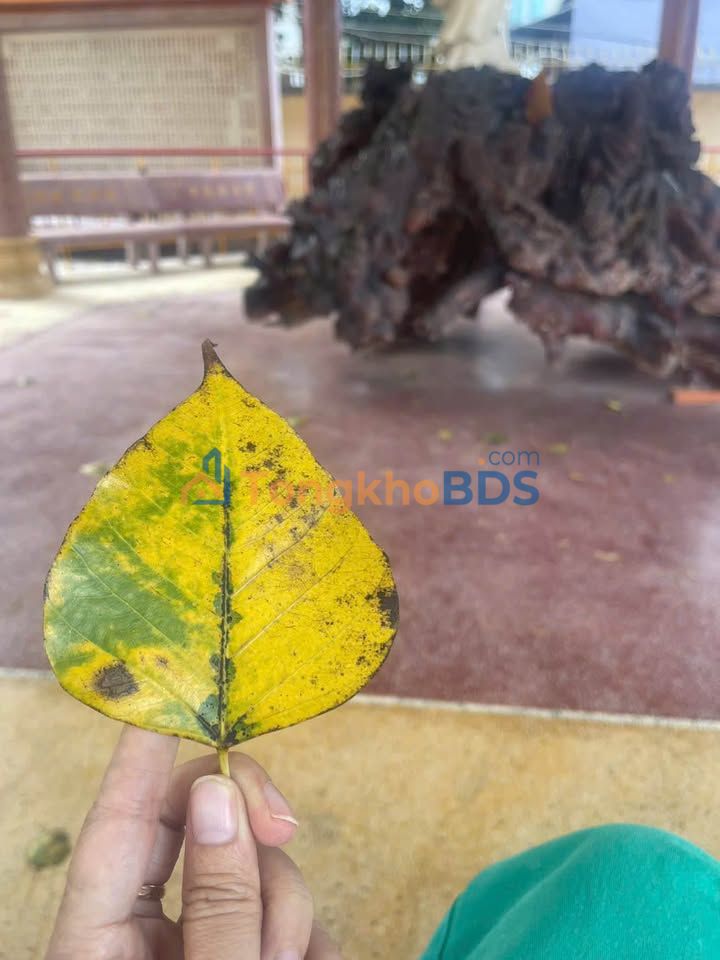 Nhà Rạch Dừa Vũng Tàu 81m² 3.29 tỷ, chính chủ bán