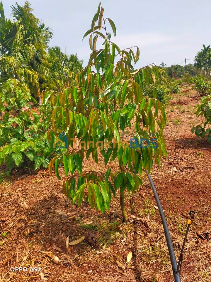 Bán đất 1200m² Đắk Lắk - 25 cây sầu riêng 2 năm tuổi, sổ đỏ