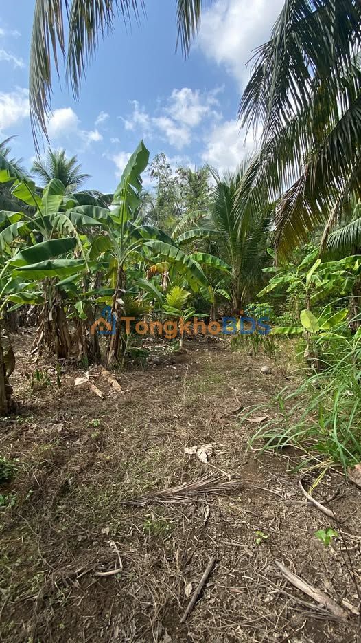 Đất Nền 500m² Xã Phú Nhuận Bến Tre Giá 450 Triệu - Sổ Đỏ Sẵn