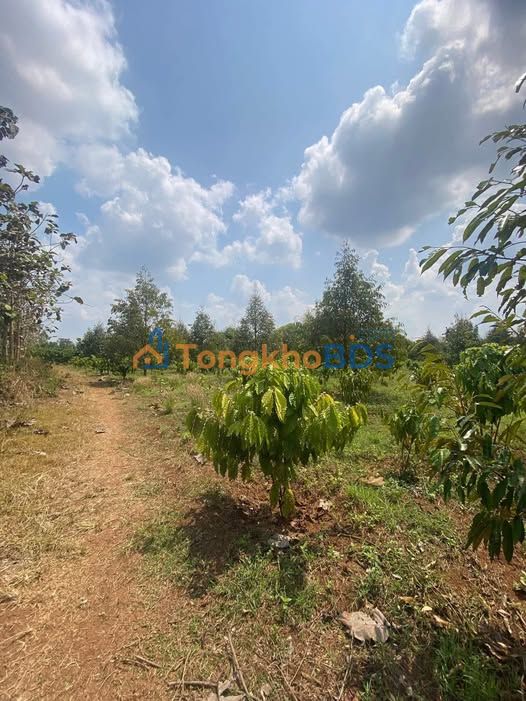 Bán Gấp Farm 5360m² Đắk Lắk - Sầu Riêng, Cafe Tơ, Bám Suối Lớn