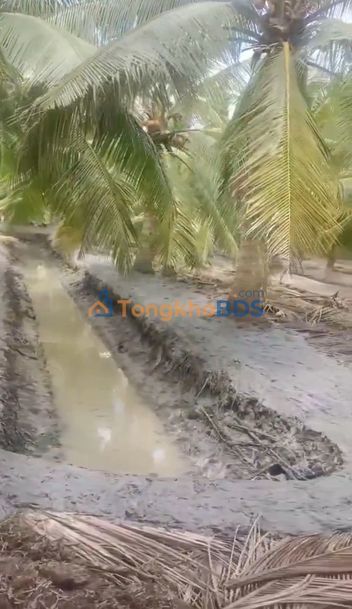 Bán Đất Vườn Dừa Bến Tre 3600m² - Giá Rẻ 360 Triệu/Công