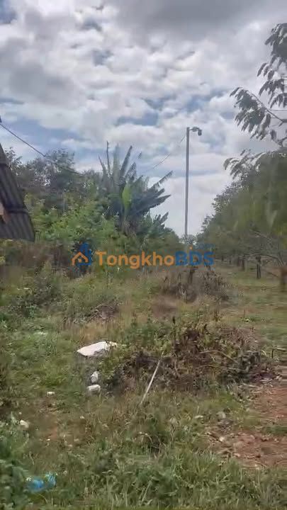 Bán Gấp Mặt Tiền Buôn Đôn - Đắk Lắk: Đất Vườn 3258m² Có Sầu Riêng, Thu Nhập Khủng