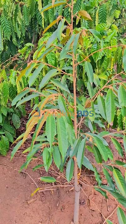 Bán Đất Vườn 7668m² Đắk Lắk - Kinh Doanh & Trồng Sầu Riêng