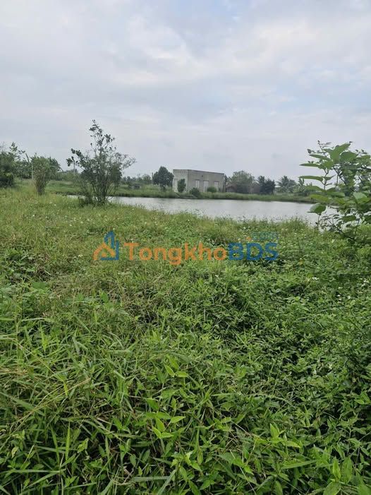 Bán Gấp Farm 14800m² Huyện Thái Thụy, Thái Bình - Đường Ô Tô Tận Nơi