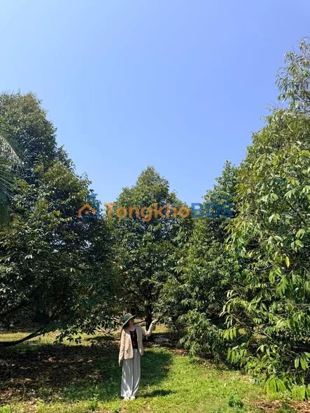 Đất Vườn 12000m² Đồng Nai - Sổ Hồng, 12 Tỷ - Đầu Tư Sinh Lời Vượt Trội