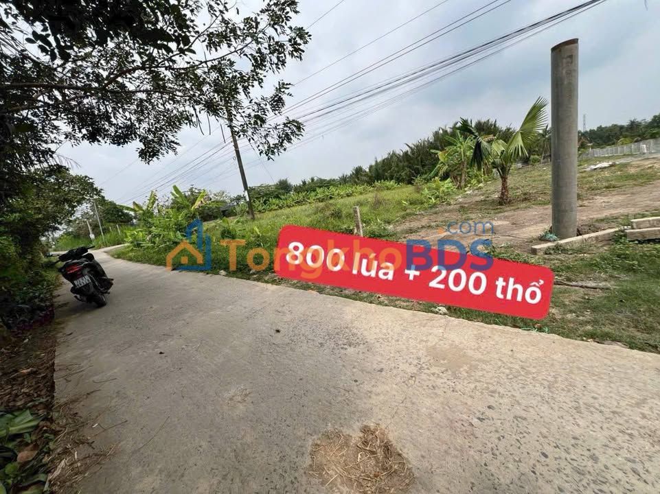 Bán Đất Nền Long An 1000m² - Vị Trí Vàng, Sẵn Nền