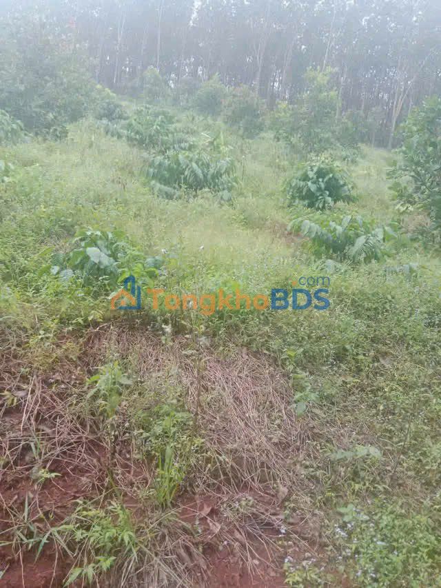 Bán Đất Nền Bình Phước 2700m² - Sổ Đỏ Rõ Ràng, Sẵn Sàng Xây Dựng