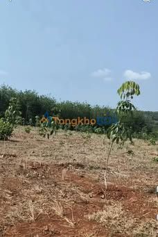 Bán Đất 11080m² Xã Đắk P'lao, Bù Đăng - 1.45 Tỷ, Sẵn Sổ