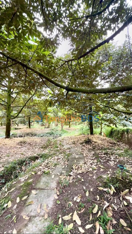 Bán Gấp Vườn Sầu Riêng 4.5 Tỷ, Cần Thơ - 4500m² Đất Tốt