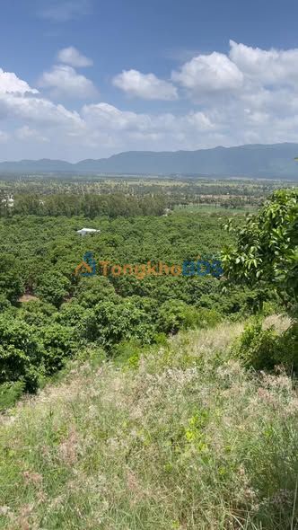 Bán Gấp 13ha Đất Vườn Xoài An Cư, Tịnh Biên - Sổ Riêng Từng Mảnh