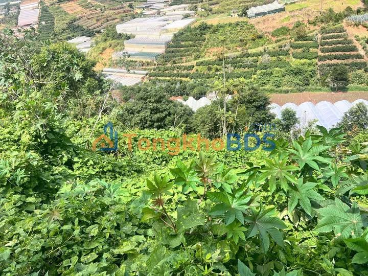 Đất Nông Nghiệp 3000m² Xuân Thọ, Đà Lạt - Sổ Riêng Giá Tốt 1.25 Tỷ
