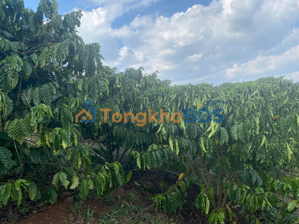 Bán Gấp 3ha Đất Cà Phê Gia Hiệp, Di Linh - Giá Tốt 900 Triệu