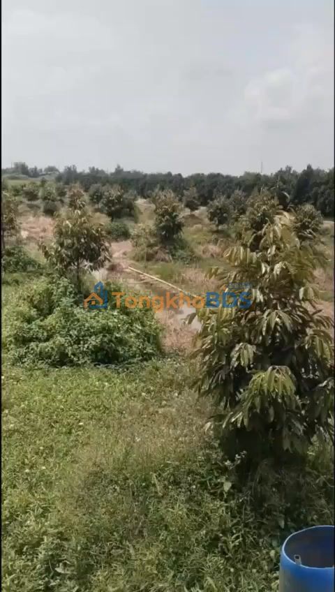 Bán Gấp 5000m² Đất Vườn Sầu Riêng Tại Đồng Tháp - Giá 1.5 Tỷ