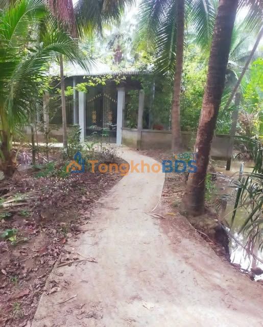 Bán đất 1000m² xã Sơn Phú, Giồng Trôm - Có nhà cấp 4, giá 550 triệu