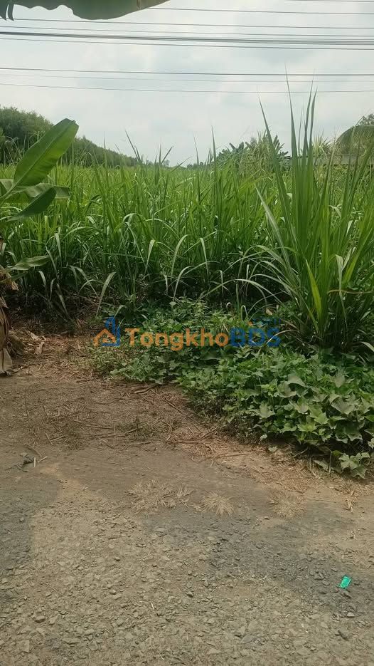 Đất nền Hiệp Hưng 23.000m² 3.45 tỷ - Sổ đỏ chính chủ