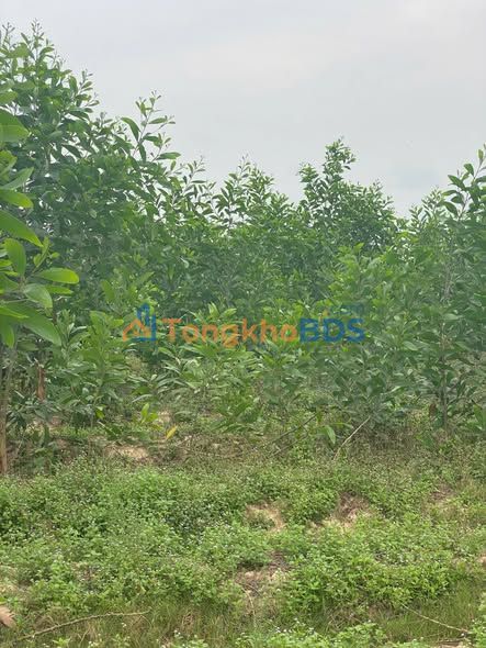 Bán Gấp Đất Vườn 10759m² Xã Hòa Thạnh, Tây Ninh - Giá Tốt