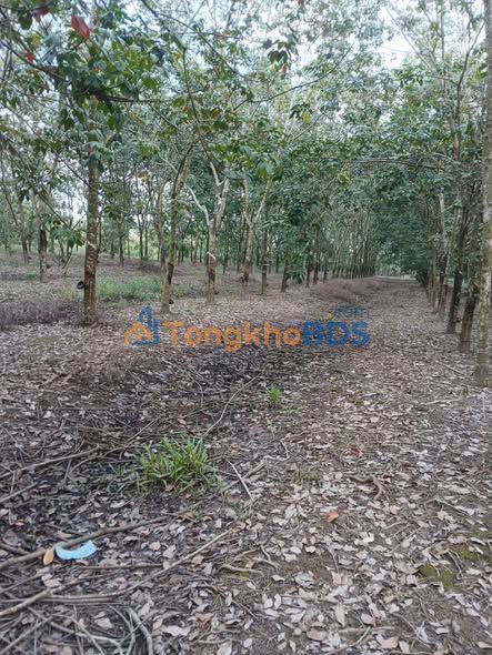 Bán Gấp 19.000m² Đất Cao Su Trà Vong, Tân Biên - Giá 3.5 Tỷ