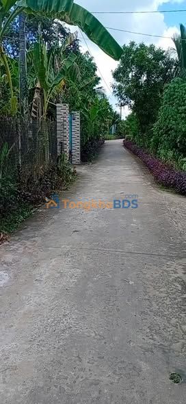 Bán Gấp Đất Vàng 638m² Lương Phú, Giồng Trôm - Sổ Hồng, Giá 1.6 Tỷ