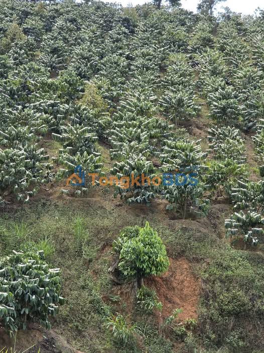 Bán Gấp 2 Lô Đất Cà Phê 1.7ha Đức Trọng - Sổ Đỏ, Gần Khu Dân Cư