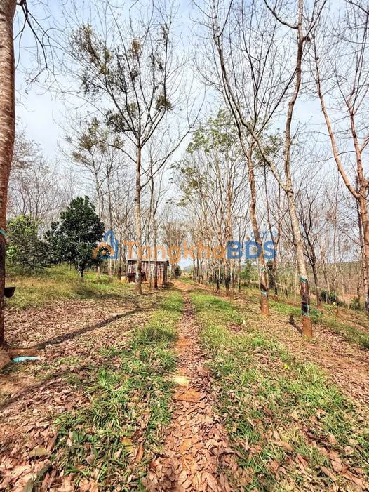 Bán Đất Nông Nghiệp Đắk Nông 1.82ha Giá 2.7 Tỷ - Có Ao Hồ, Ô Tô Tới Rẫy