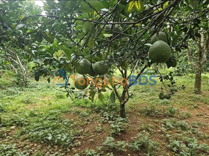 Đất Vườn Bưởi Đồng Phú - Bình Phước: 160 Triệu/Sào, Mặt Tiền Đường Đẹp