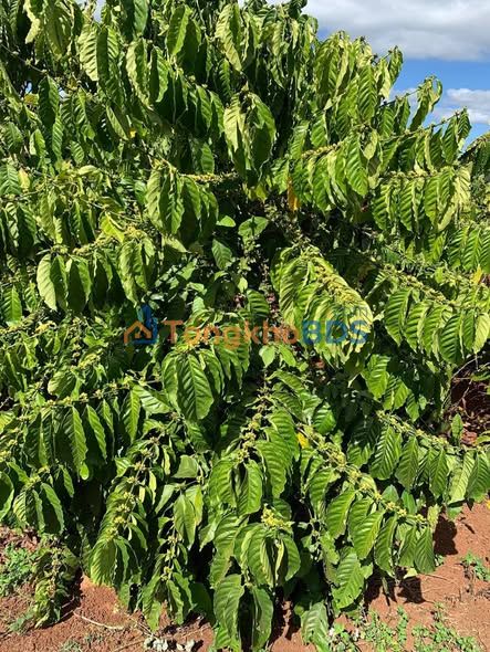 Đất nền Chư Sê Gia Lai 420m² 1,5 tỷ - Đường to ô tô