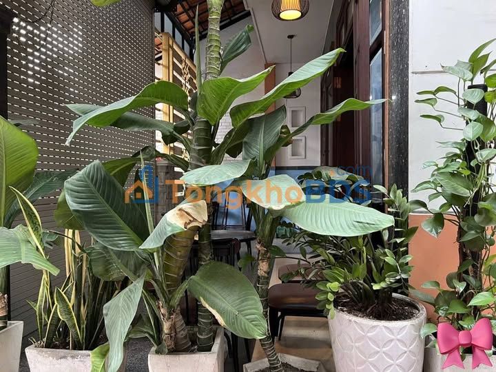 Biệt thự sân vườn 199m² MT Cù Chính Lan, Đà Nẵng - Kinh doanh đỉnh, ở sướng!