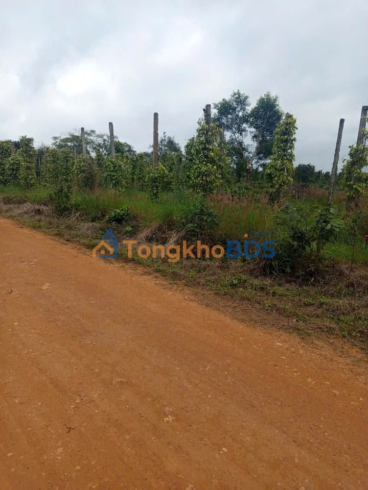 Đất Vườn Ea Kar 1800m² - Mặt Tiền Đường Lớn, Sẵn Thổ Cư