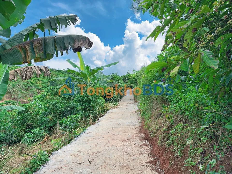 Bán Đất Nền Lộc An, Bảo Lộc 720m² - Sổ Hồng Sẵn Sàng