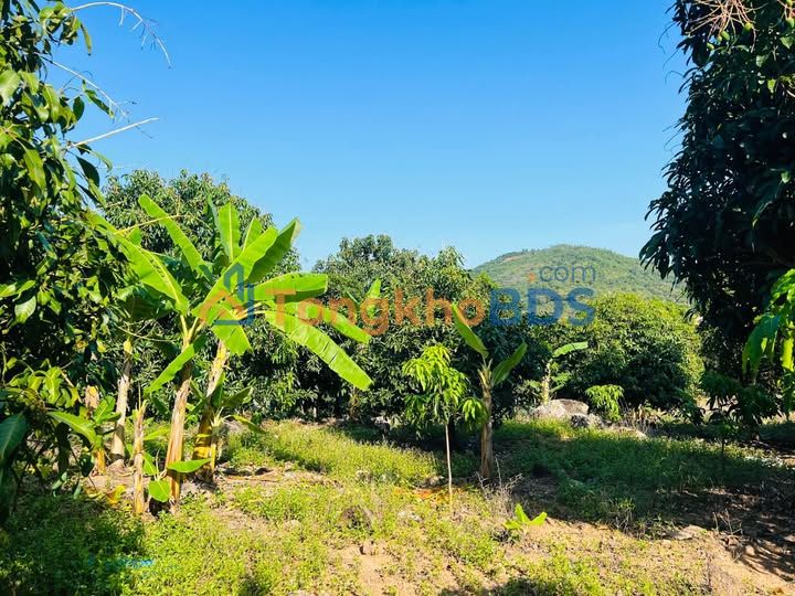 Bán Đất Vườn 2400m² Phường Bắc Nha Trang - View Phố Chill, Giá 1.25 Tỷ