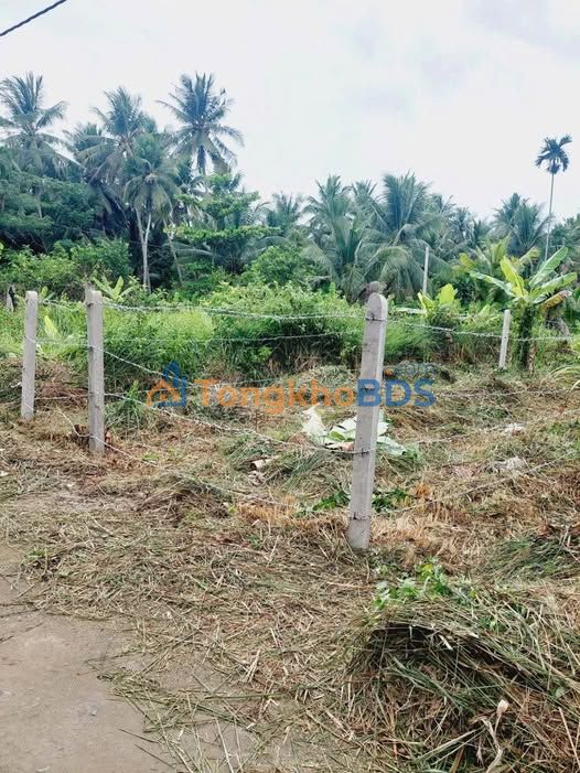 Bán Gấp Đất Thổ Cư 115m² Bến Tre - Giá Lỗ 400 Triệu