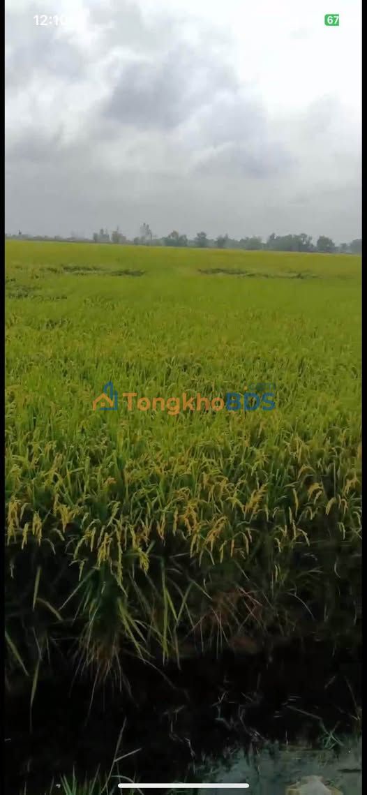 Cho thuê Đất Nông Nghiệp Rộng Lớn 140.4ha tại Kiên Giang - Hợp đồng 28 năm