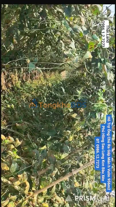 Bán Gấp Vườn 956m² Sổ Hồng Tại Trảng Bom - Giá Tốt