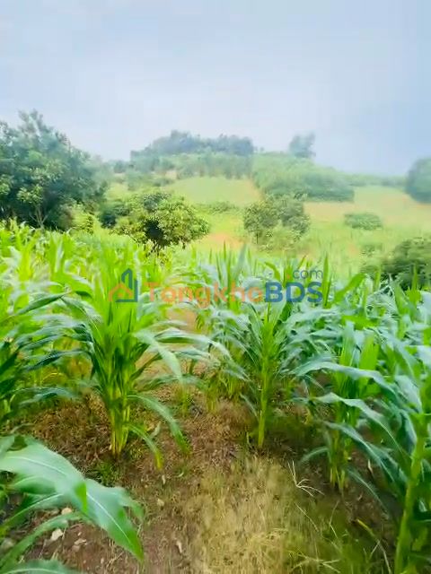 Đất nền 11865m² Hòa Bình - Sổ đỏ 2000m² TC - Giá 40 Tỷ