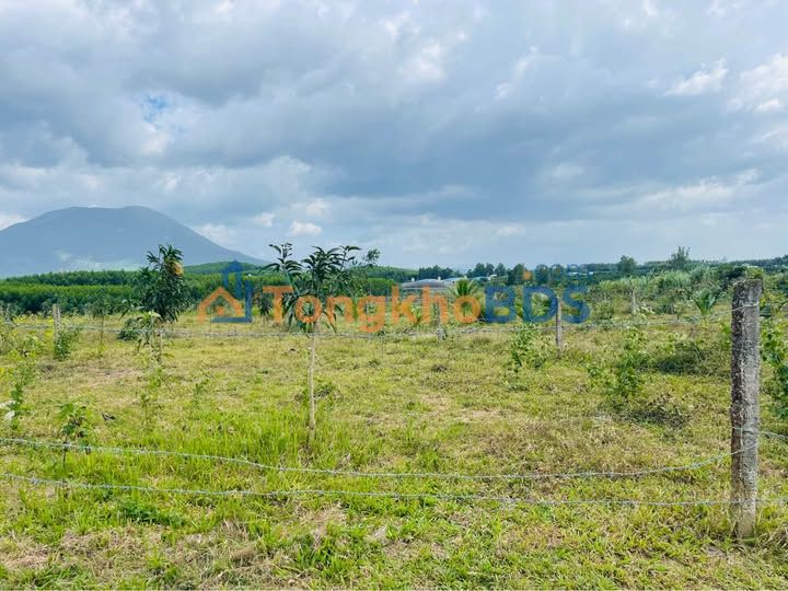 Đất Vườn Cam Lâm 700m² - 70 Gốc Xoài 2 Năm Tuổi - Giá 199 Triệu