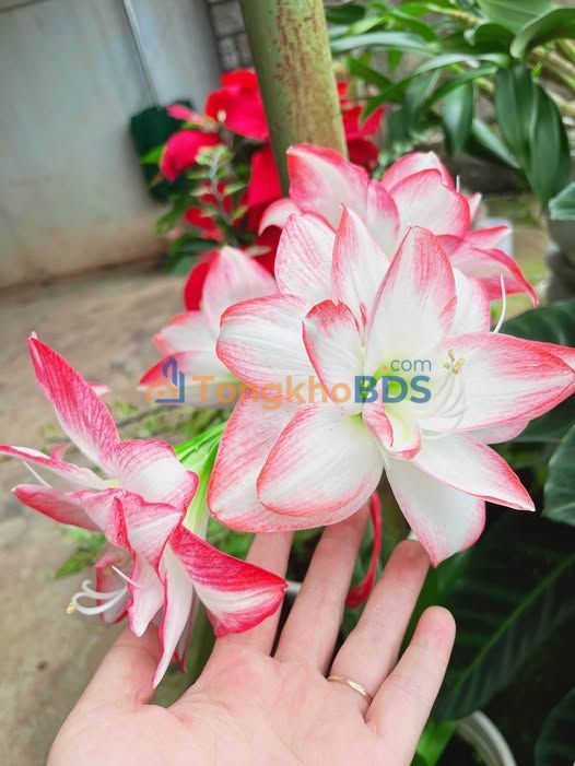 Bán Gấp Đất Vườn 525m² Hướng Bắc - Lam Sơn, Pleiku - Giá 999 Triệu