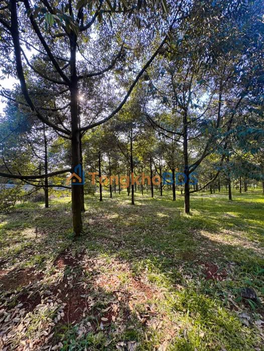 Farm Sầu Riêng 10.800m² Đồng Nai - 6 Tỷ/Năm