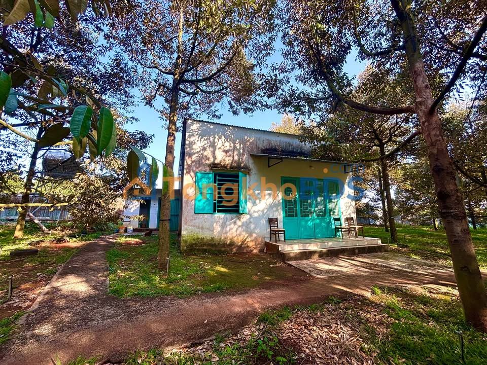 Đất Vườn Sầu Riêng 3.6ha Hàng Gòn, Long Khánh - Thu Nhập 3 Tỷ/Năm