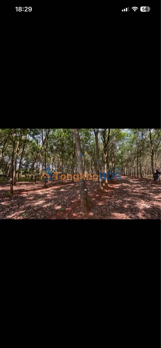 Bán 3ha Cao Su Xuân Trường, Cẩm Mỹ - Sổ Hồng Thổ Cư, Sẵn Sàng Đầu Tư