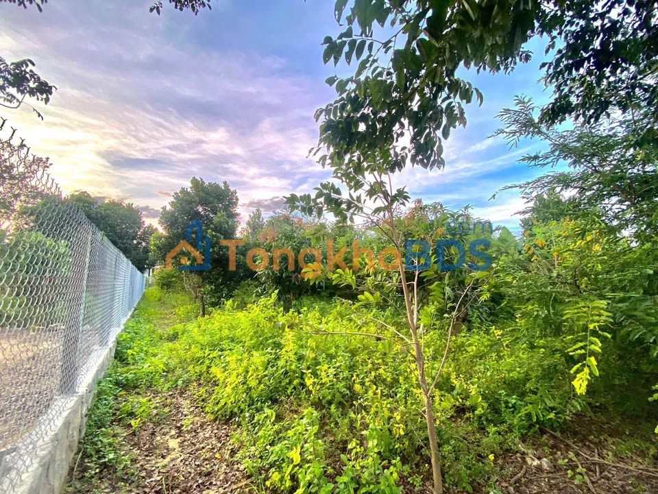 Bán Đất Ninh Hoà 273.5m² - Sẵn Vườn Cây Ăn Trái, Giá 550 Triệu