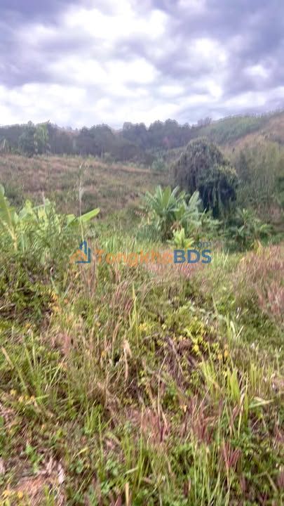 Đất Vườn Đăk Hà, Kon Tum - 14400m² Sầu Riêng Nhỏ, Giá Đầu Tư Chỉ Hơn 200 Triệu