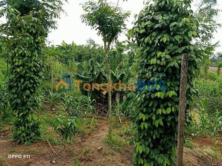 Đất vườn Enuol Ea Tam 6000m² 2.2 tỷ - Pháp lý rõ ràng